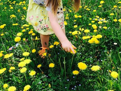 Syrop z mniszka – zdrowy i smaczny naturalny lek na przeziębienie